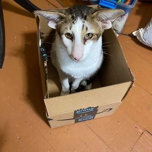 Meet your Posher, Julian